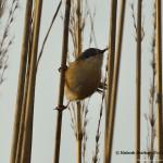 Ashy Prinia