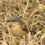 Ashy Prinia