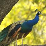Peacock