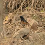 Rufous-Bellied Niltava