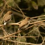 Sparrows