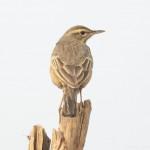 Striated Babbler